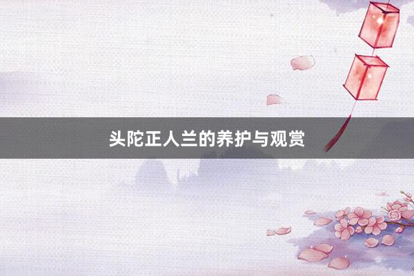 头陀正人兰的养护与观赏